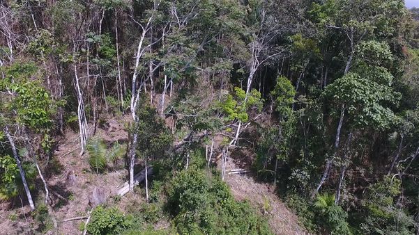 Imagens de drone mostram desmatamento em Santa Teresa por Luciney Araújo