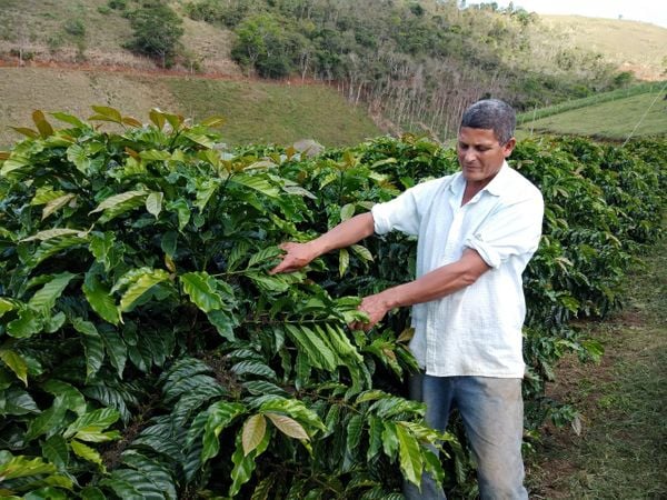 Adilson José Rozeno produz café em Mantenópolis
