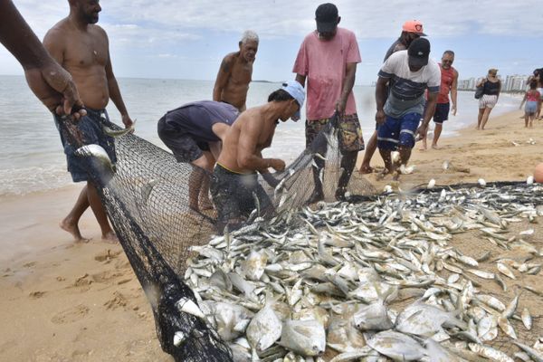 Puxada de rede na Praia de Itapuã, em Vila Velha por Ricardo Medeiros