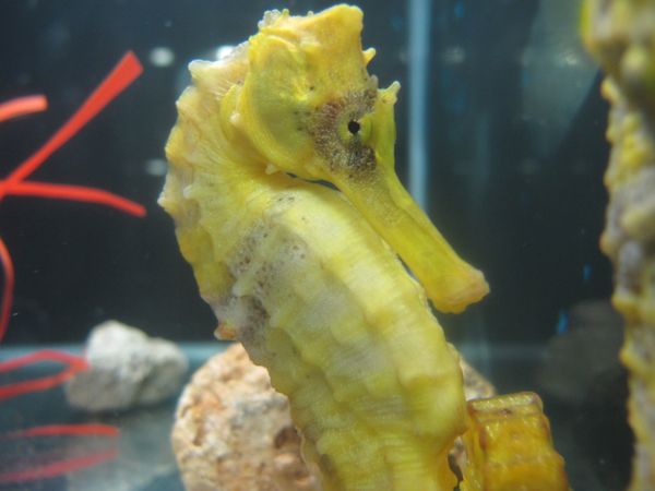 Cavalo-marinho criado pela startup Hippocampus por Maik da Hora