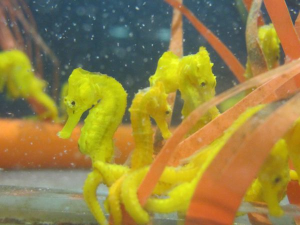 Cavalo-marinho criado pela startup Hippocampus por Maik da Hora