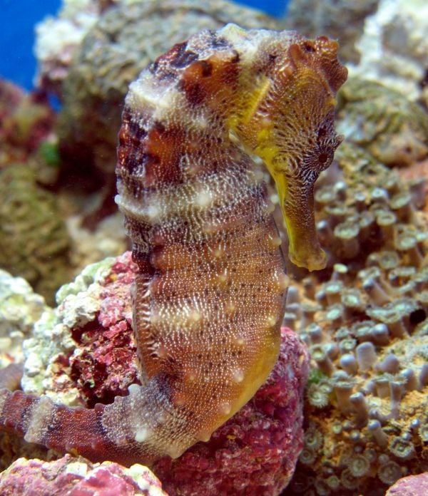 Cavalo-marinho criado pela startup Hippocampus por Maik da Hora