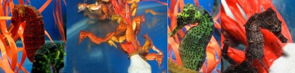 Cavalo-marinho criado pela startup Hippocampus por Maik da Hora