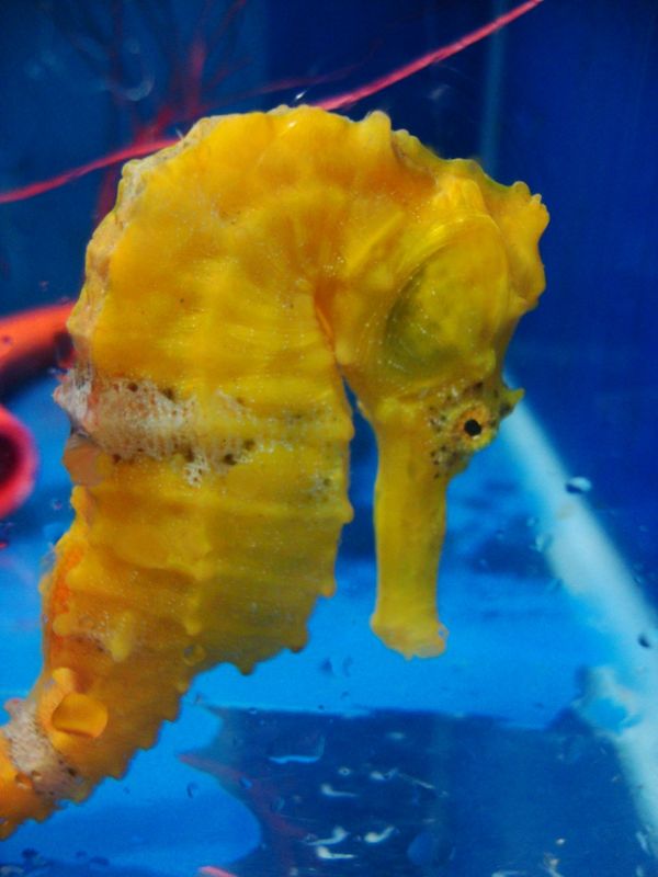 Cavalo-marinho criado pela startup Hippocampus por Maik da Hora