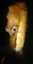 Cavalo-marinho criado pela starup Hippocampus(Maik da Hora)