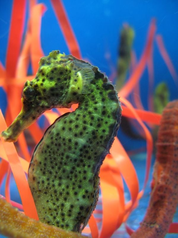 Cavalo-marinho criado pela startup Hippocampus por Maik da Hora