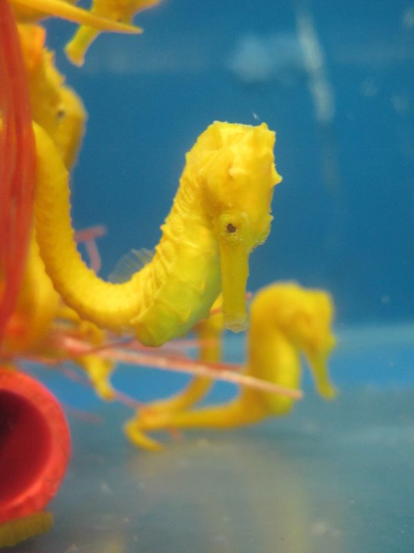 Cavalo-marinho criado pela startup Hippocampus por Maik da Hora