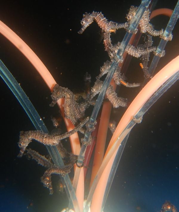 Cavalo-marinho criado pela startup Hippocampus por Maik da Hora