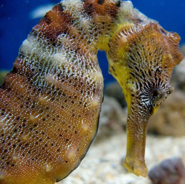 Cavalo-marinho criado pela startup Hippocampus por Maik da Hora