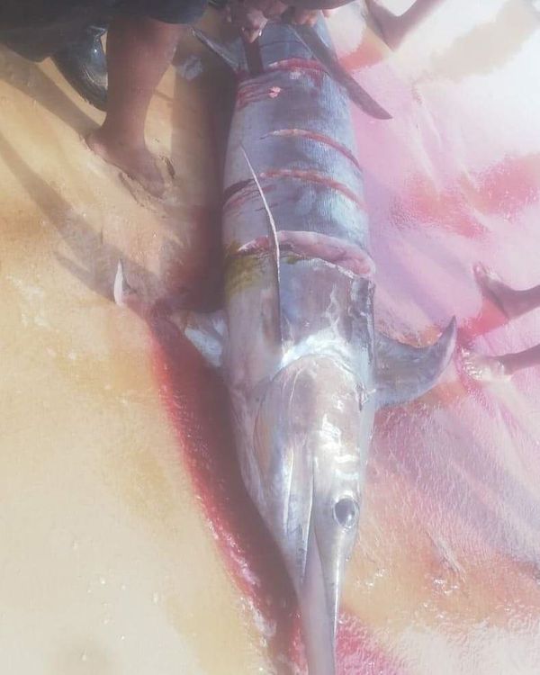 Após a morte do Marlim Azul, banhistas o dividiram e distribuíram pedaços do animal às famílias presentes