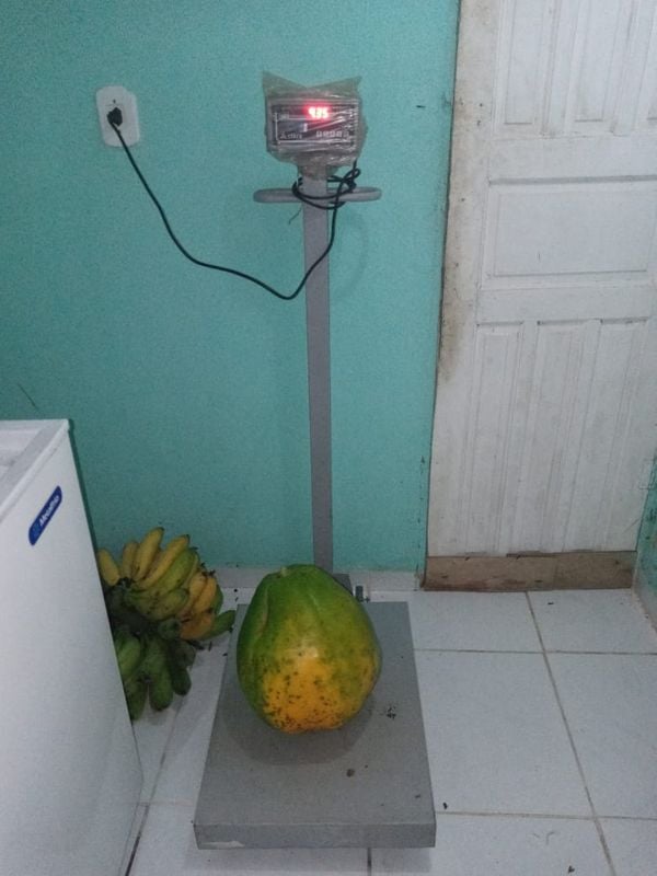 O fruto foi colhido na véspera de Natal e a família está esperando madurar para experimentar o mamão de 9.350kg