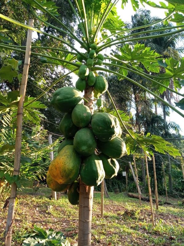 O fruto foi colhido na véspera de Natal e a família está esperando madurar para experimentar o mamão de 9.350kg