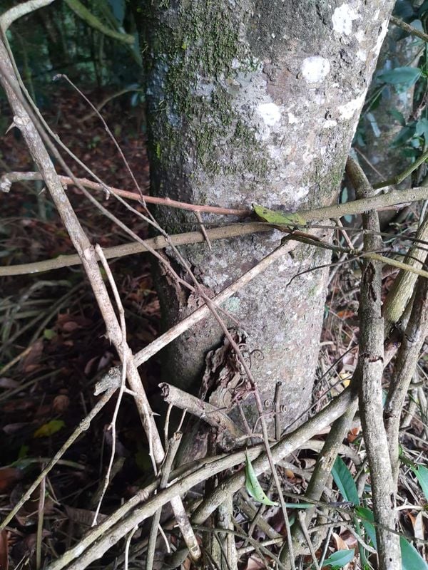 Homem é preso por cortar e envenenar árvores em Conceição do Castelo por Polícia Militar Ambiental