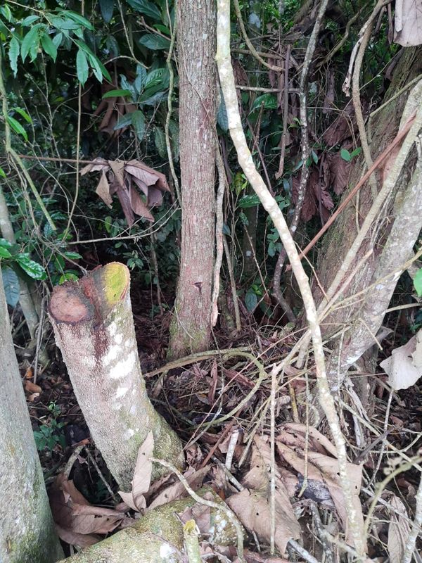 Homem é preso por cortar e envenenar árvores em Conceição do Castelo por Polícia Militar Ambiental