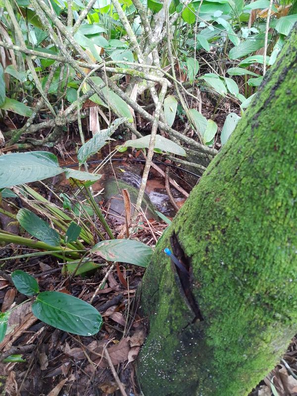 Homem é preso por cortar e envenenar árvores em Conceição do Castelo por Polícia Militar Ambiental