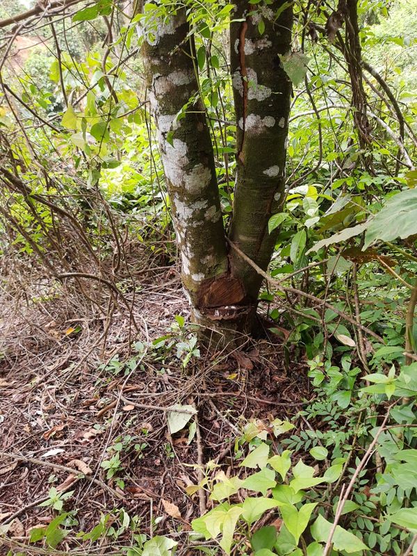 Homem é preso por cortar e envenenar árvores em Conceição do Castelo por Polícia Militar Ambiental