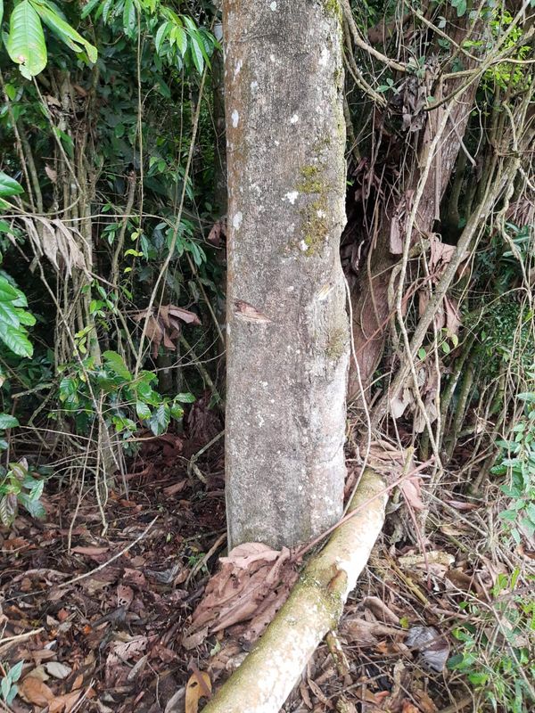 Homem é preso por cortar e envenenar árvores em Conceição do Castelo por Polícia Militar Ambiental