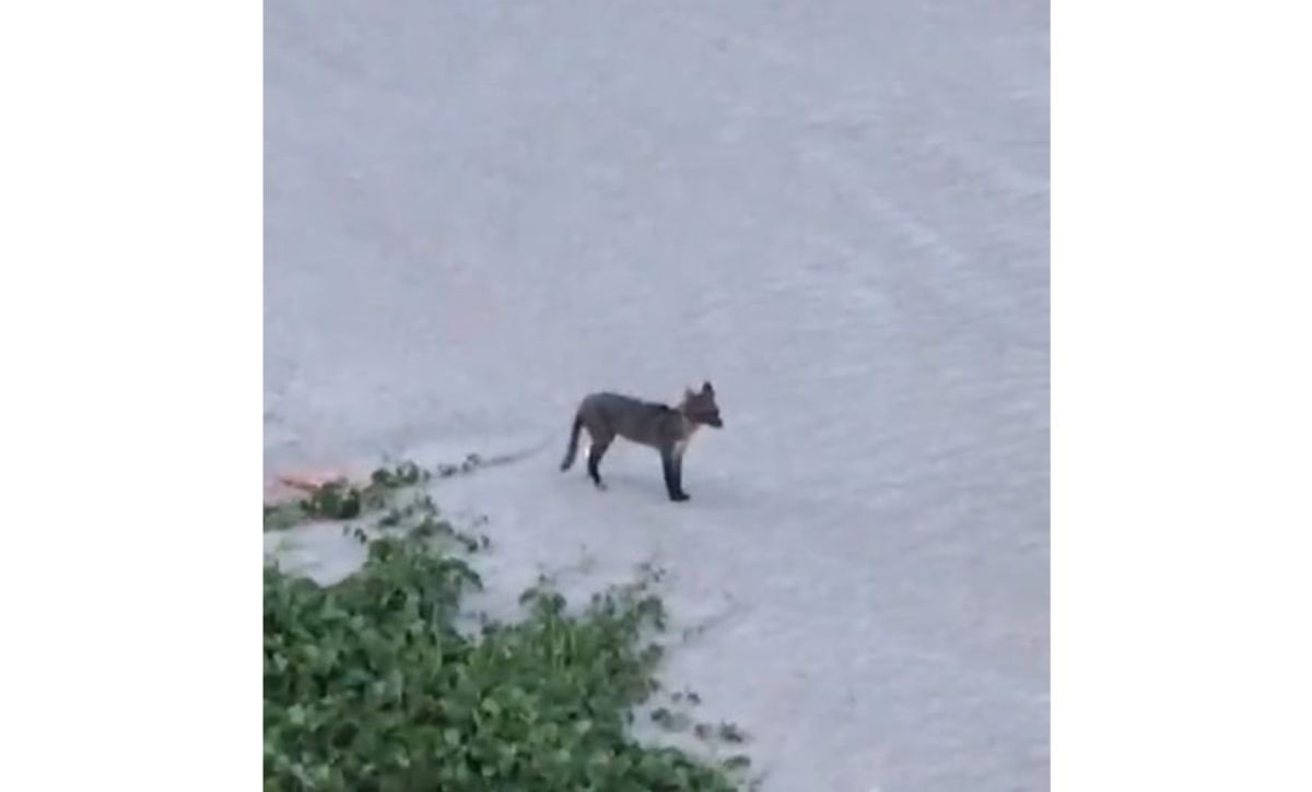 Pelo comportamento curioso, vizinhos acharam que casal de lobos estava abandonado em Itaparica. Instituto Últimos Refúgios afirma que são cachorros-do-mato