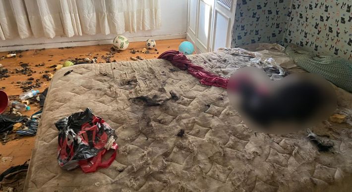Delegado pediu a prisão de Lívia Guimarães, Bianca Guimarães Barcellos e José Délio Barcellos Netto, acusados de manter animais em situações precárias em apartamento; CPI e polícia concluíram inquérito nesta quarta-feira (24)