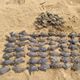 Imagem - Carros na areia da praia de Guriri matam 88 filhotes de tartarugas