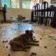 Imagem - Cães encontrados abandonados em apartamento vão ficar 20 dias internados