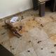 Imagem - Animais mortos em Vila Velha: responsável tem depressão, diz pai