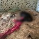 Imagem - Jovem que abandonou cães em apartamento é internada em clínica no ES