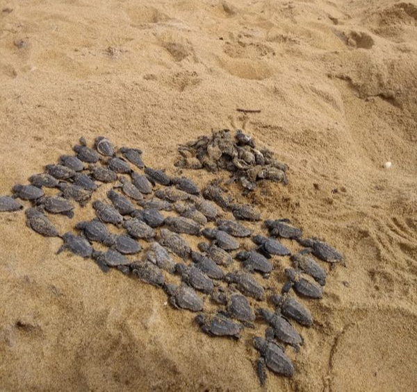 Um ninho teve 88 filhotes mortos devido à compactação da areia pelo trânsito de carros na Praia do Bosque. Crédito: Leitor