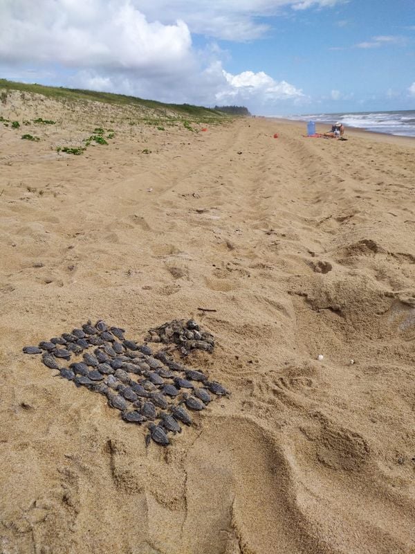 Carros na areia da praia de Guriri ameaçam ninhos de tartarugas