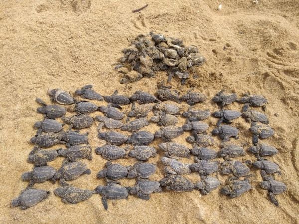 Carros na areia da praia de Guriri  ameaçam ninhos de tartarugas