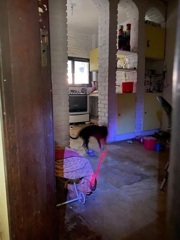 Imagens fortes mostram o interior do apartamento onde foram encontrados 11 animais mortos e quatro cachorros maltratados por Reprodução