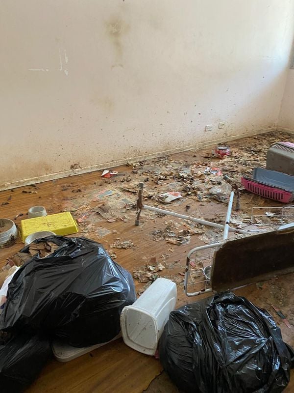 Imagens fortes mostram o interior do apartamento onde foram encontrados 11 animais mortos e quatro cachorros maltratados por Reprodução