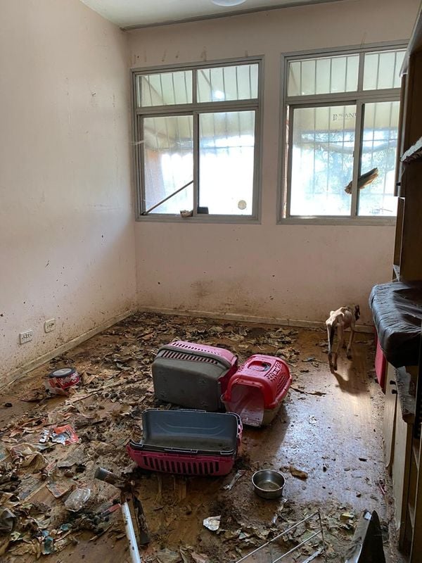 Imagens fortes mostram o interior do apartamento onde foram encontrados 11 animais mortos e quatro cachorros maltratados por Reprodução