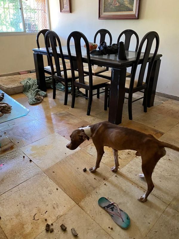 Imagens fortes mostram o interior do apartamento onde foram encontrados 11 animais mortos e quatro cachorros maltratados por Reprodução