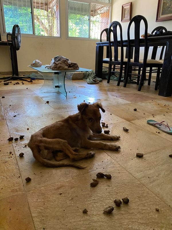 Imagens fortes mostram o interior do apartamento onde foram encontrados 11 animais mortos e quatro cachorros maltratados por Reprodução