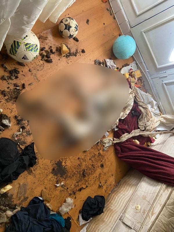 Imagens fortes mostram o interior do apartamento onde foram encontrados 11 animais mortos e quatro cachorros maltratados por Reprodução