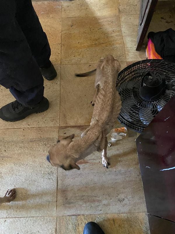 Imagens fortes mostram o interior do apartamento onde foram encontrados 11 animais mortos e quatro cachorros maltratados por Reprodução
