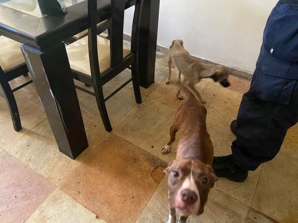 Imagens fortes mostram o interior do apartamento onde foram encontrados 11 animais mortos e quatro cachorros maltratados por Reprodução