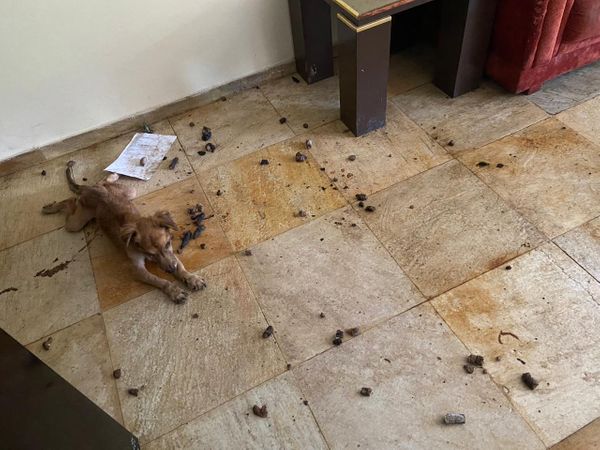 Imagens fortes mostram o interior do apartamento onde foram encontrados 11 animais mortos e quatro cachorros maltratados