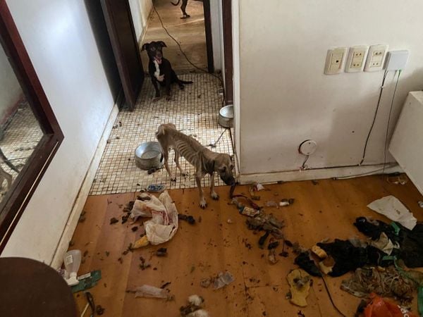 Imagens fortes mostram o interior do apartamento onde foram encontrados 11 animais mortos e quatro cachorros maltratados por Reprodução
