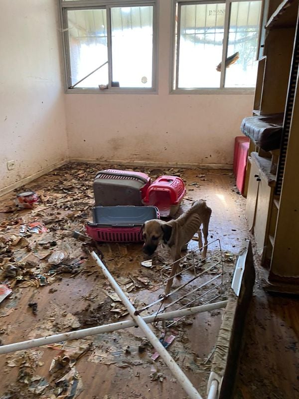 Imagens fortes mostram o interior do apartamento onde foram encontrados 11 animais mortos e quatro cachorros maltratados por Reprodução