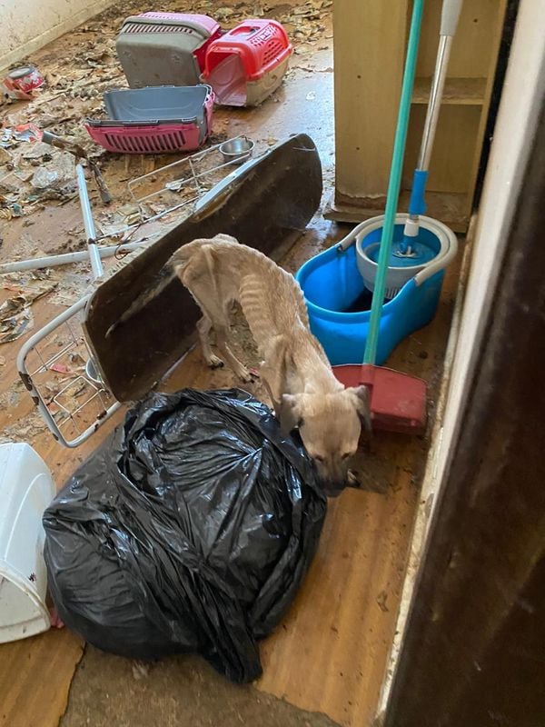 Imagens fortes mostram o interior do apartamento onde foram encontrados 11 animais mortos e quatro cachorros maltratados por Reprodução