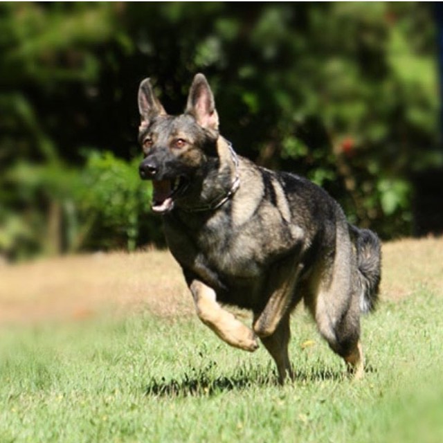 A cadela Bala Bala em treinamento
