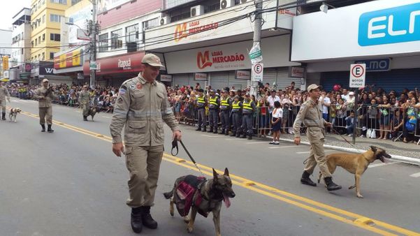 Cadela Bala durante desfile de Sete de Setembro, em Campo Grande, Cariacica por Divulgação