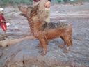 Cadela Bala em missão na lama em Minas Gerais(Divulgação)