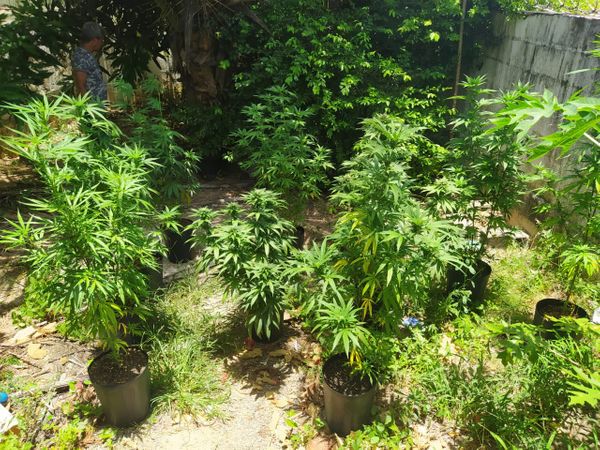 Polícia Civil apreende plantação de maconha em casa de Guarapari