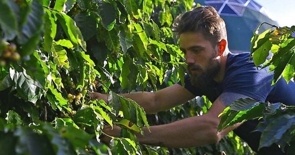 Cafeicultura em Afonso Cláudio na Região Serrana do Estado