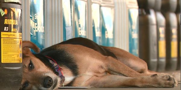 Pandora chegou ao local há três anos com fome e sede e foi acolhida pelos funcionários do posto