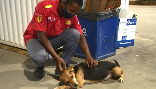 Pandora chegou ao local há três anos com fome e sede e foi acolhida pelos funcionários do posto