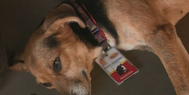Pandora chegou ao local há três anos com fome e sede e foi acolhida pelos funcionários do posto